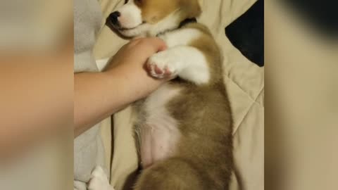 Corgi Belly scratches