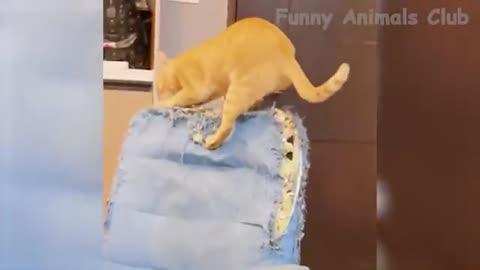 Funny Animal Videos 2022 - Funniest Cats And Dogs Videos #28