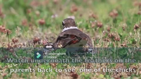 Killdeer Bird Share the warm love of keeping their newborns.