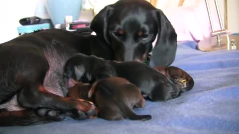 Dachshund-3rd Puppy Birth