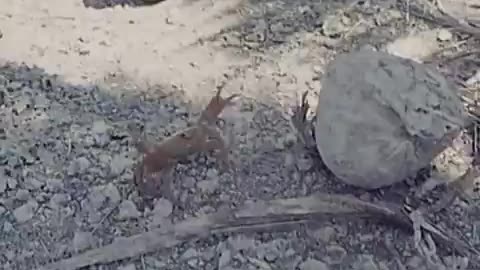 Crab amputates own limb_Cut