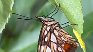 Borboletas mães que colocam muitos ovos juntos