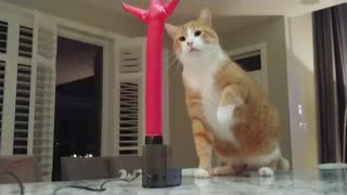 Cat Really Hates Wacky Inflatable Tube Guy