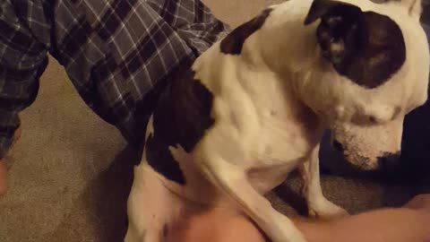 Bull Terrier refuses to let his owner stop rubbing his tummy
