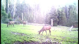 Elk antler growth