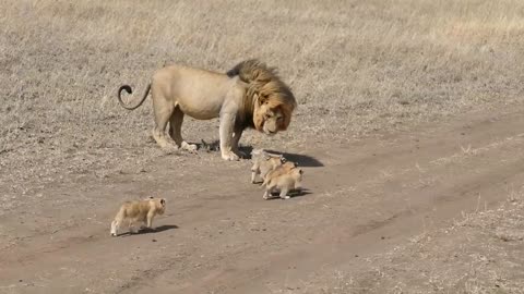 Male Lion tries to scape his cubs