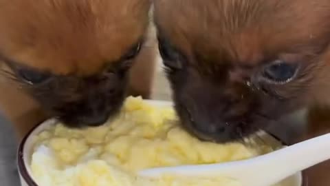 Twin puppies are eating egg custard