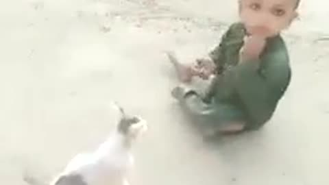 Cat vs baby fight