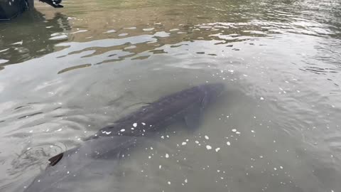 River Monster