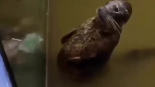 Funny Seal infront a mirror