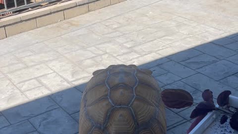 Sulcata Tortoise Chases Ball in Backyard