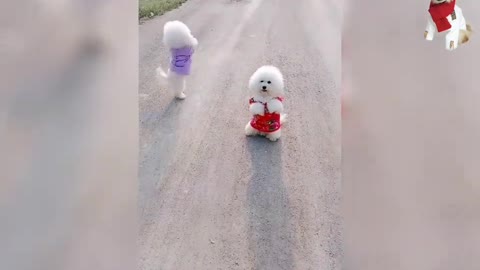 Wow lovely 🥰 Cute and Funny Dog Videos Compilation