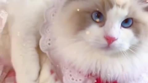 Cute Cat Dressup