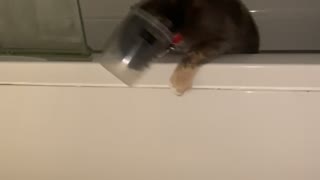 Cat Gets Stuck Inside Bathtub Toy