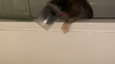 Cat Gets Stuck Inside Bathtub Toy