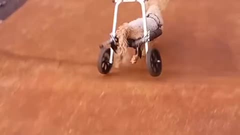 Crippled Dog