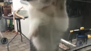 Cat wants to come inside