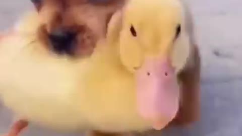 Cute puppy with duck