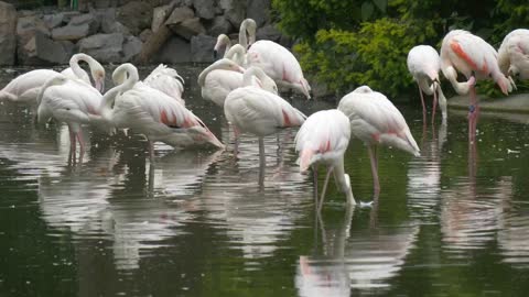 White flamingos in the pond