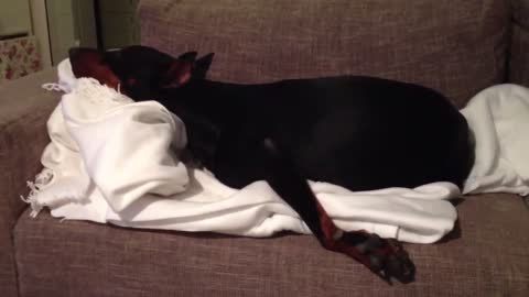 Dobermann Hündin Grace schaut Fernsehen lustiger Hund