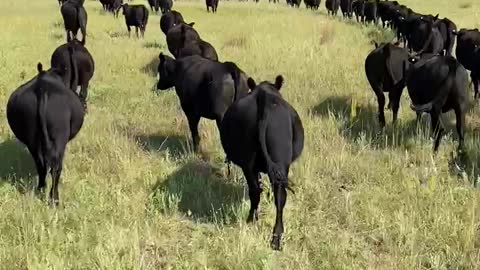 Moving the yearlings home