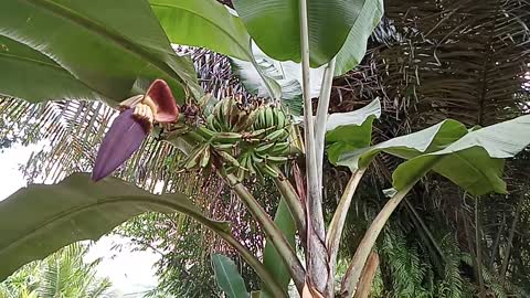 young banana tree