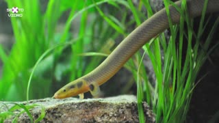 Calamoichthys calabaricus Polypterus