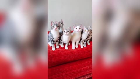 Cute Kitty - Lovely Pet
