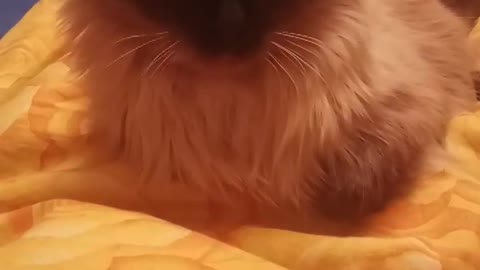 The cute cat try to sleep