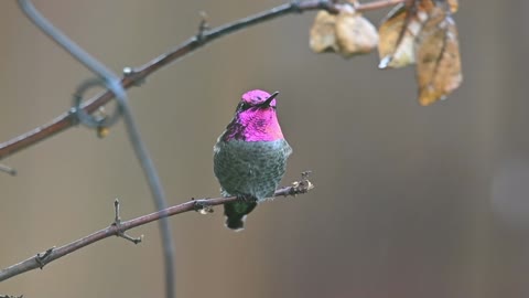 THE SINGING OF NATURE - SOUND OF NATURE - RELAXATION MEDITATION