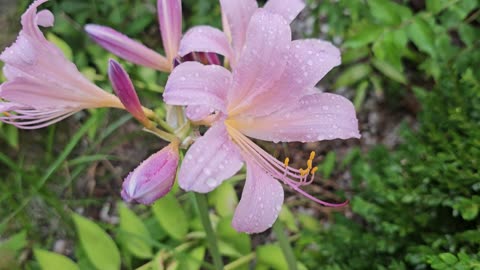 Lycoris squamigera. "Magic Lily", "Resurrection Lily", "Naked Ladies", "Surprise Lily". 07/16/2024