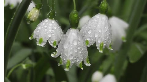 white flower