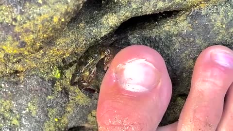 How Crabs Clean Dead Skin From Toes Deep Cleaned Insider