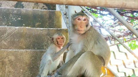 New Funny Animals Video 2023 Cute Monkey fun with her Mother