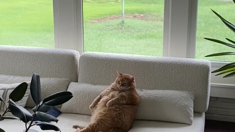 Overweight Cat Can't Get Clean