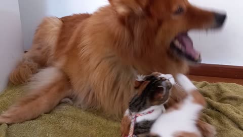 cat and dog fighting