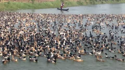 Herding Millions of Ducks