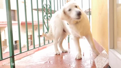 Golden Retriever Puppy Bailey Reaction to Seeing Rain for the very First Time