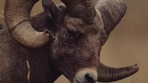 The nature |bighorn sheep|