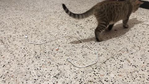 My cat plays with the charger cable
