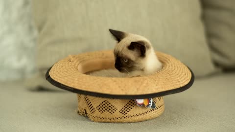 Siamese cat inside a hat