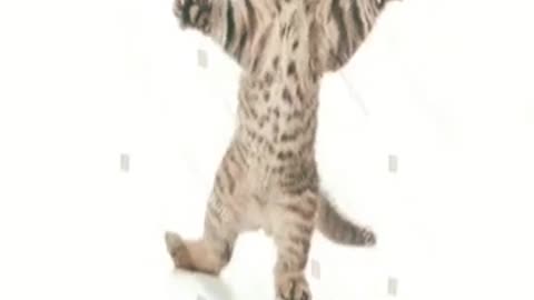 Stock png cat dance