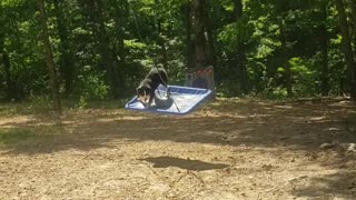 Dog Loves to Swing