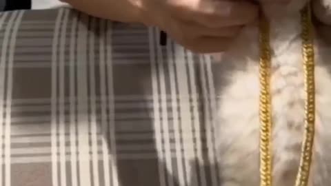 Cute cat baby video
