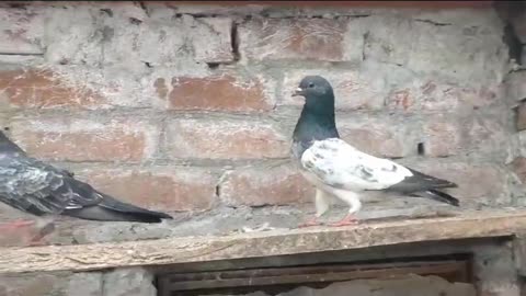 Farozpuri pigeon beautiful breeder pair