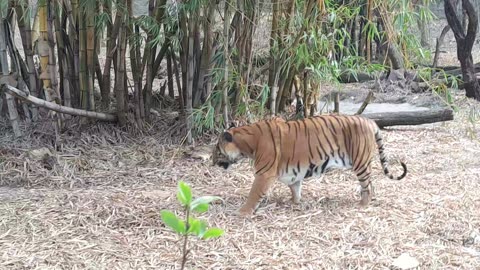 India zo park lion