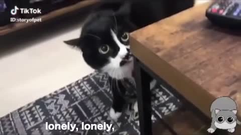 Cats Talking Funny Cat Video