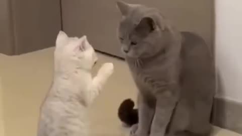 The funniest comedy cat 😂 Best Funny cats
