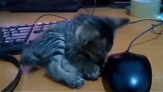 Cute kitten playing with mouse and keyboard