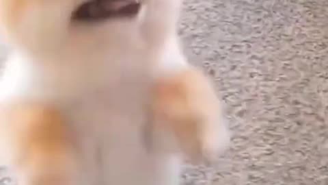 Adorable Dog video